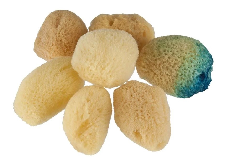 Akvarelsvamp, fin - lille - 5 cm.